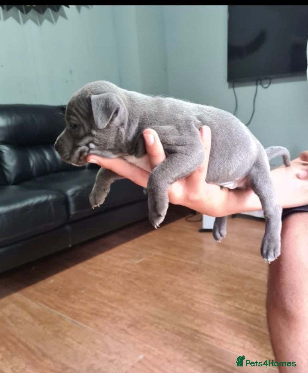 Staffordshire Bull Terrier dogs for sale: Pure blue staffy puppies ready to go - Image 10