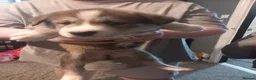 Huskita dogs for sale: Husky akita puppies  - Advert 12