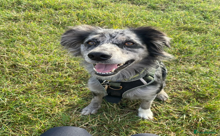 Mixed Breed dogs - Advert 13