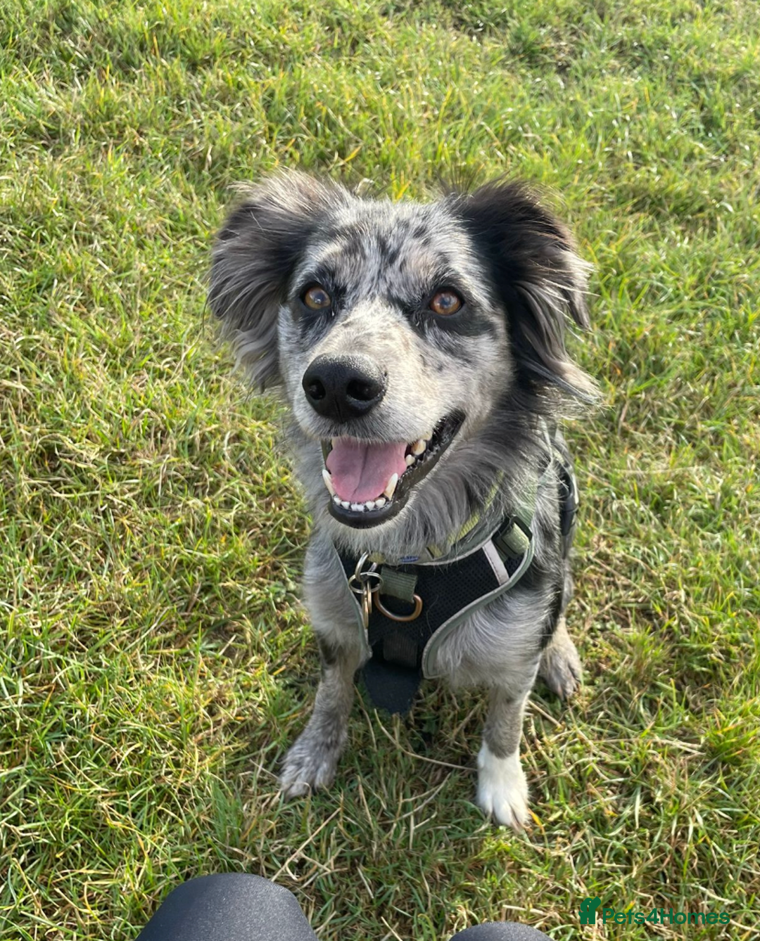 Mixed Breed dogs for sale: Flash 🐾 Looking for an active home - Image 1