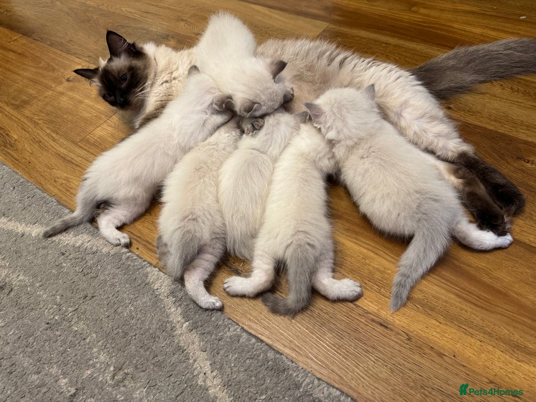 Ragdoll cats for sale: Beautiful Rag doll kittens for sale  - Image 10