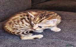 Bengal cats for sale: Absolutely Stunning Bengals  - Image 20