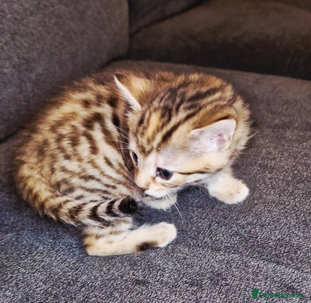 Bengal cats for sale: Absolutely Stunning Bengals  - Image 20