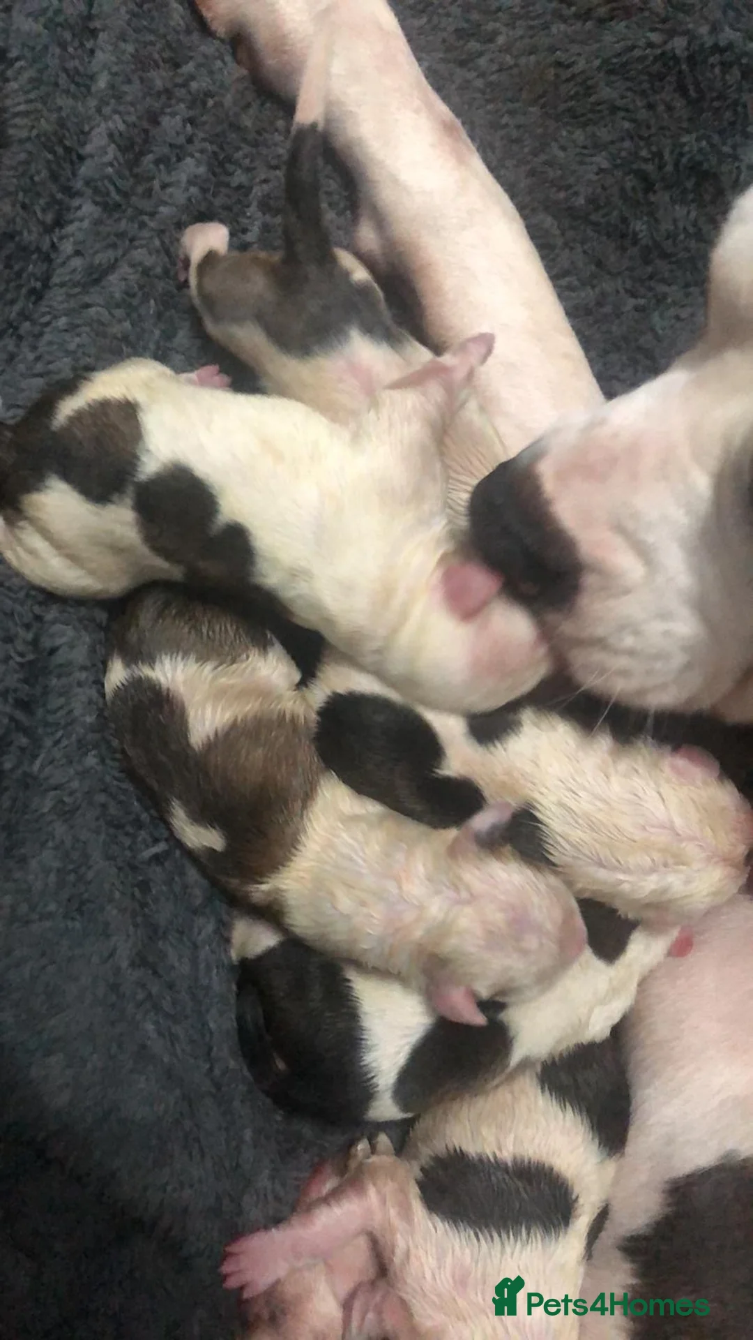 American Bulldog dogs for sale: American Bulldog Puppies  in Luton - Advert 2