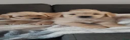 Mixed Breed dogs for sale: Beautiful pyreeneans n golden retriever puppies in Blackpool - Advert 4
