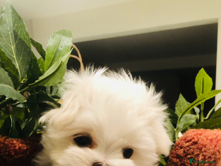 Maltese dogs in Canterbury - Advert 10