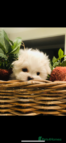 Maltese dogs in Canterbury - Advert 5