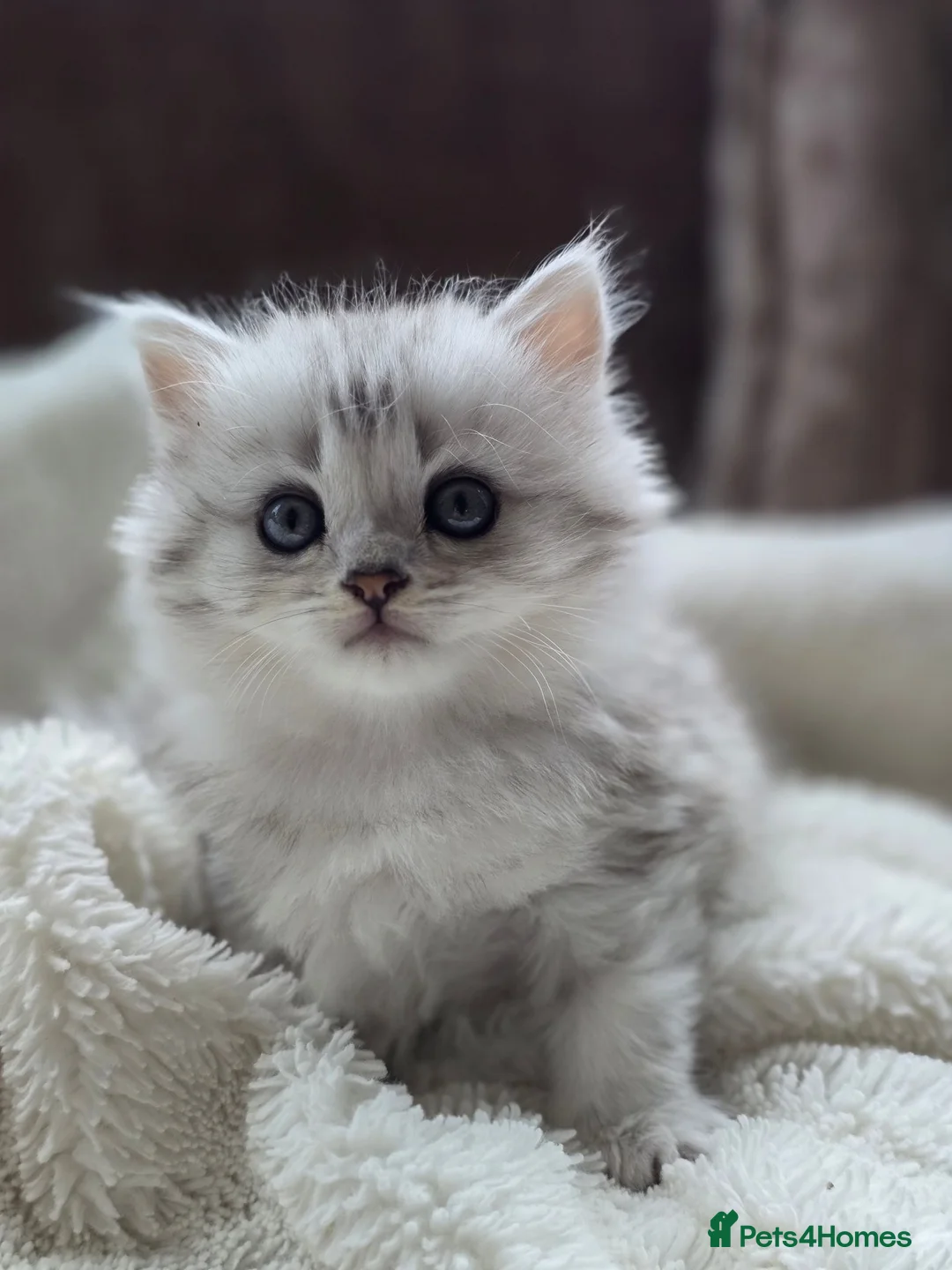 British Longhair cats for sale: Most Beautiful British Longhair Kittens - Advert 2