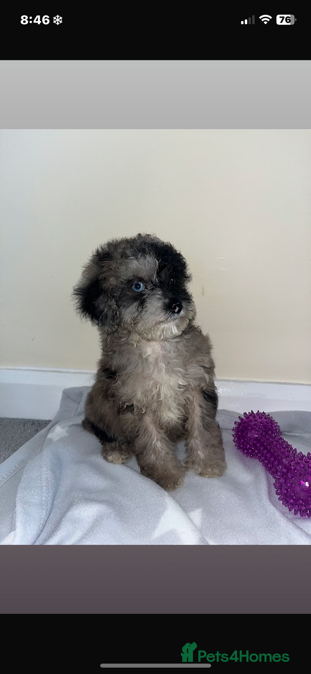 Cavapoo dogs for sale: Stunning cavapoo puppies  - Image 5