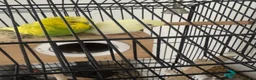 Budgerigars birds for sale: Pair of Budgies for Sale with Cage in Halifax - Advert 12