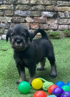Schnauzer dogs Standard Schnauzer Puppies - Advert 2