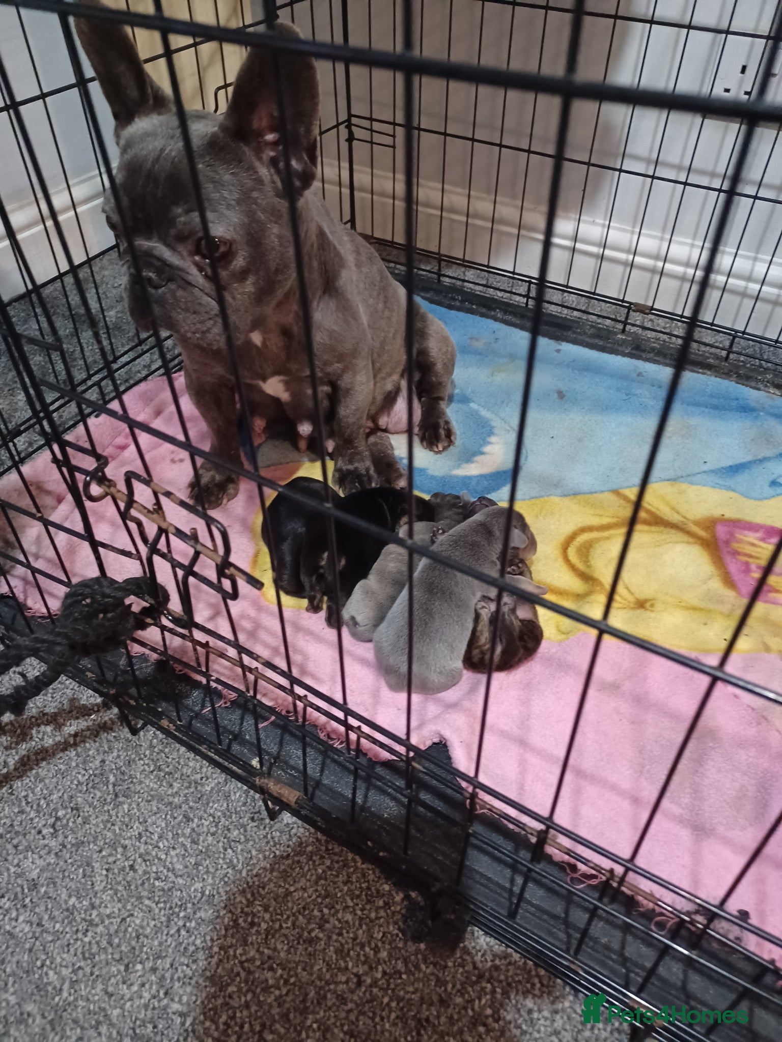 Mixed Breed dogs for sale: French bulldog x dachshund  - Advert 1