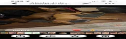 American Bull Staffy dogs for sale: Staff mixed beautiful dogs  - Advert 13