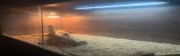 Bearded Dragon reptiles for sale: bearded dragon and set up in Manchester - Advert 3