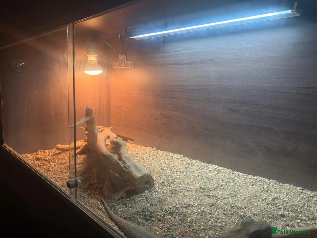 Bearded Dragon reptiles for sale: bearded dragon and set up in Manchester - Advert 3