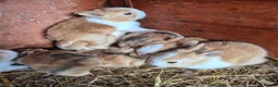 Dutch rabbits for sale: Dutch rabbits - Advert 3