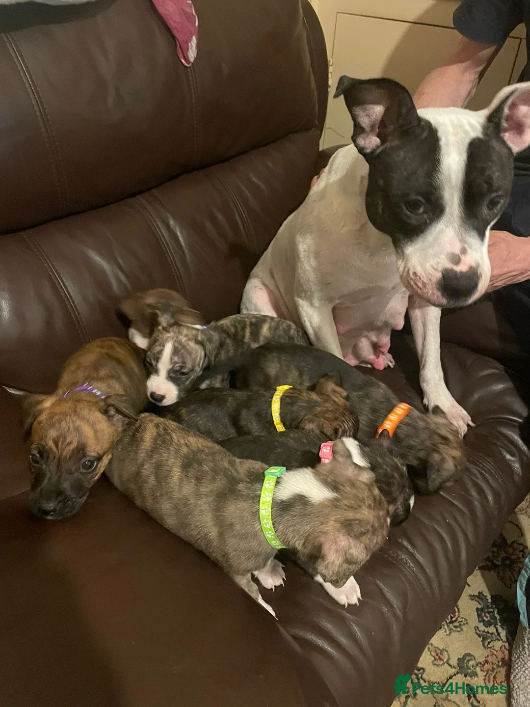 Mixed Breed dogs for sale: Beautiful Staffy cross puppies  in Dewsbury - Advert 1