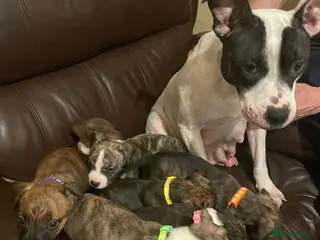 Mixed Breed dogs Beautiful Staffy cross puppies - Advert 2