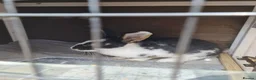 Mini Lop rabbits for sale: Loving Home Wanted for Our Mini Lop Rabbits  in Coventry - Advert 4