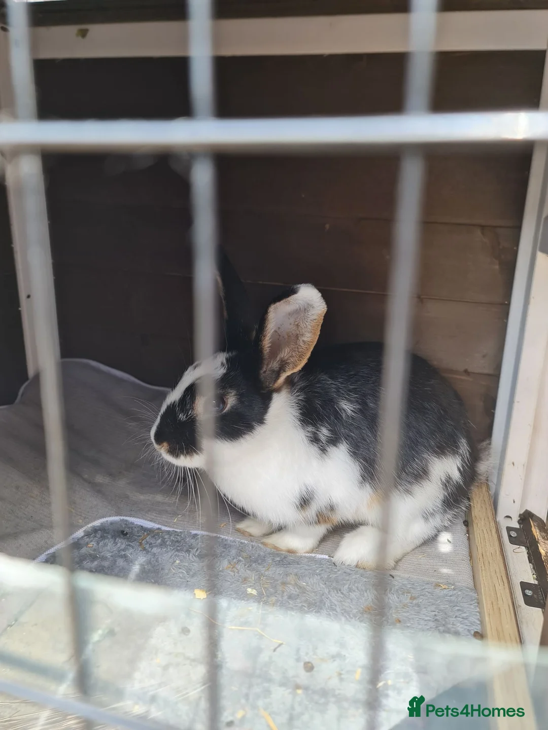 Mini Lop rabbits for sale: Loving Home Wanted for Our Mini Lop Rabbits  in Coventry - Advert 4