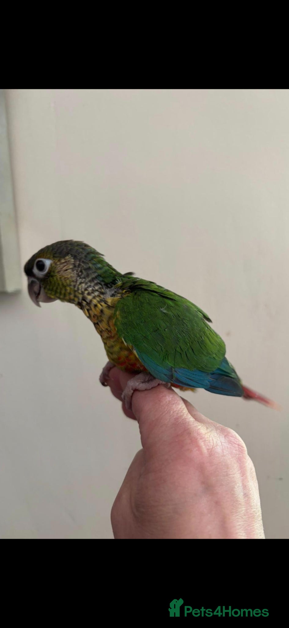 Conures birds Hand reared greencheek conures  - Advert 7