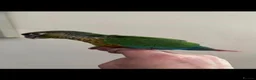 Conures birds for sale: Hand reared greencheek conures  - Advert 2