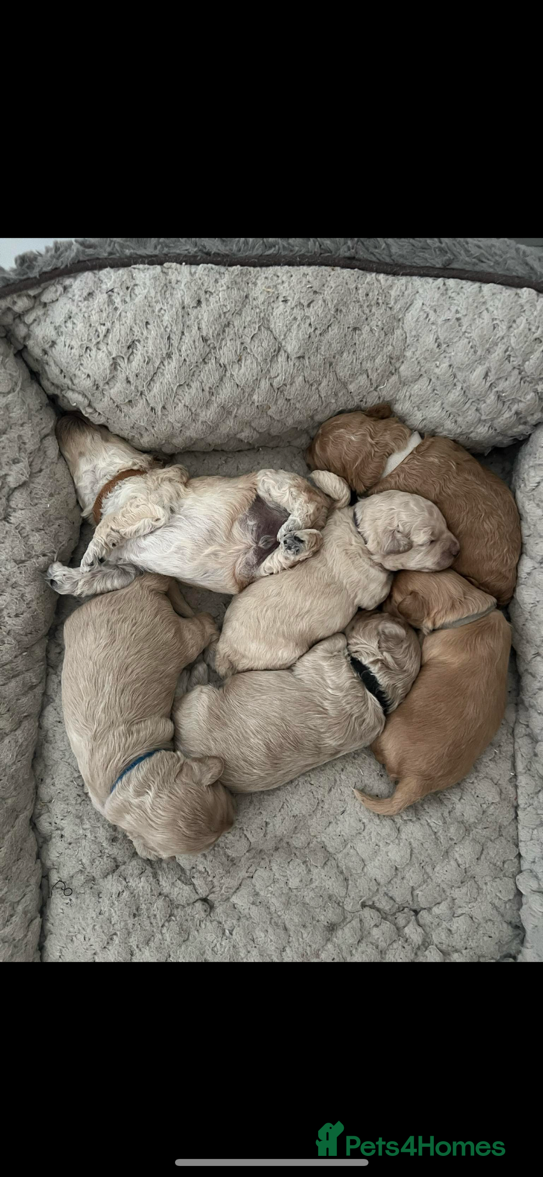 Miniature Poodle dogs for stud: Proven - KC REG MINIATURE POODLE STUD 🐩🐾 in Doncaster - Image 9