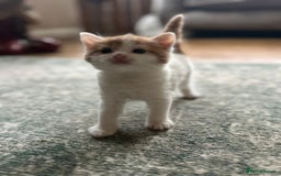 Mixed Breed cats for sale: Kittens for sale Carlisle  - Image 5