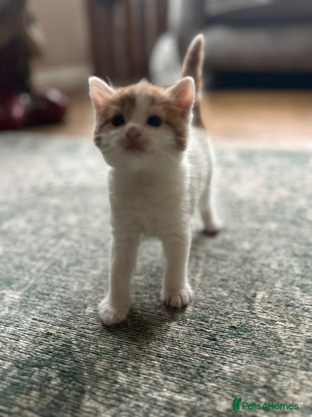 Mixed Breed cats for sale: Kittens for sale Carlisle  - Image 5