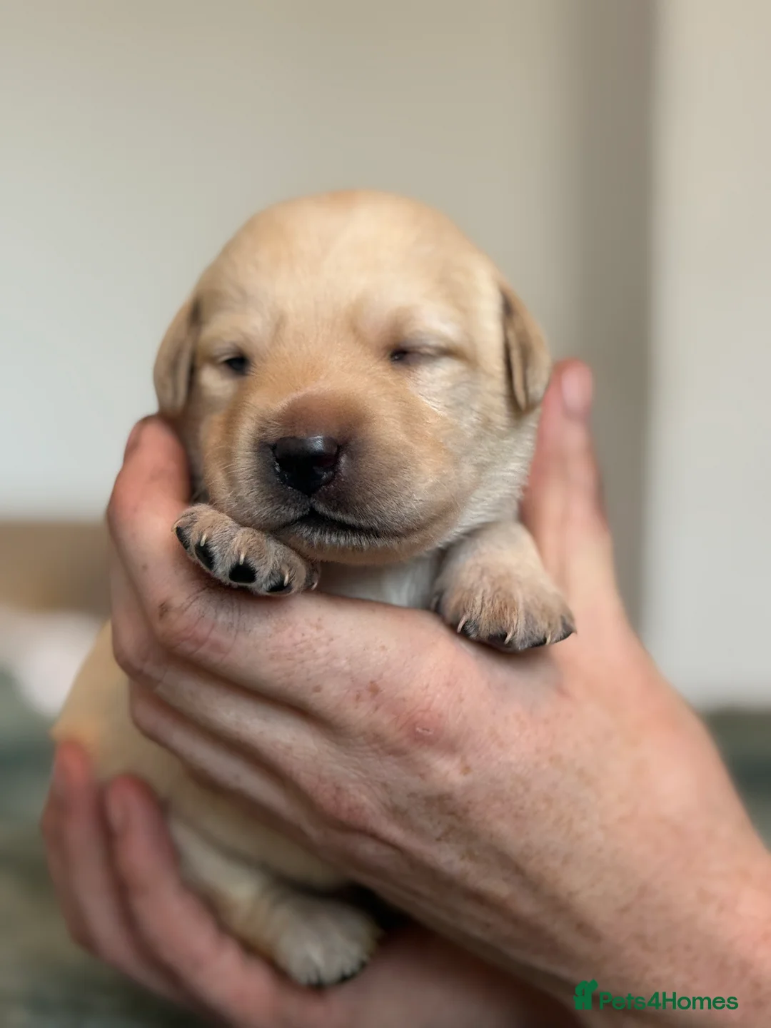 Labrador Retriever dogs for sale: Labrador puppies  - Advert 35