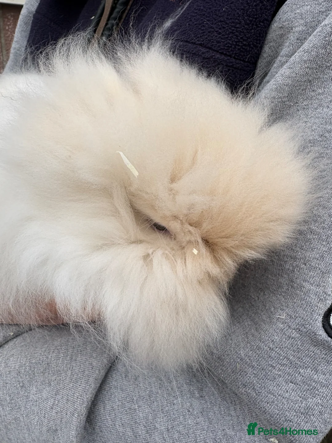 Angora rabbits for sale: Teddy dwerg Doe - Advert 2