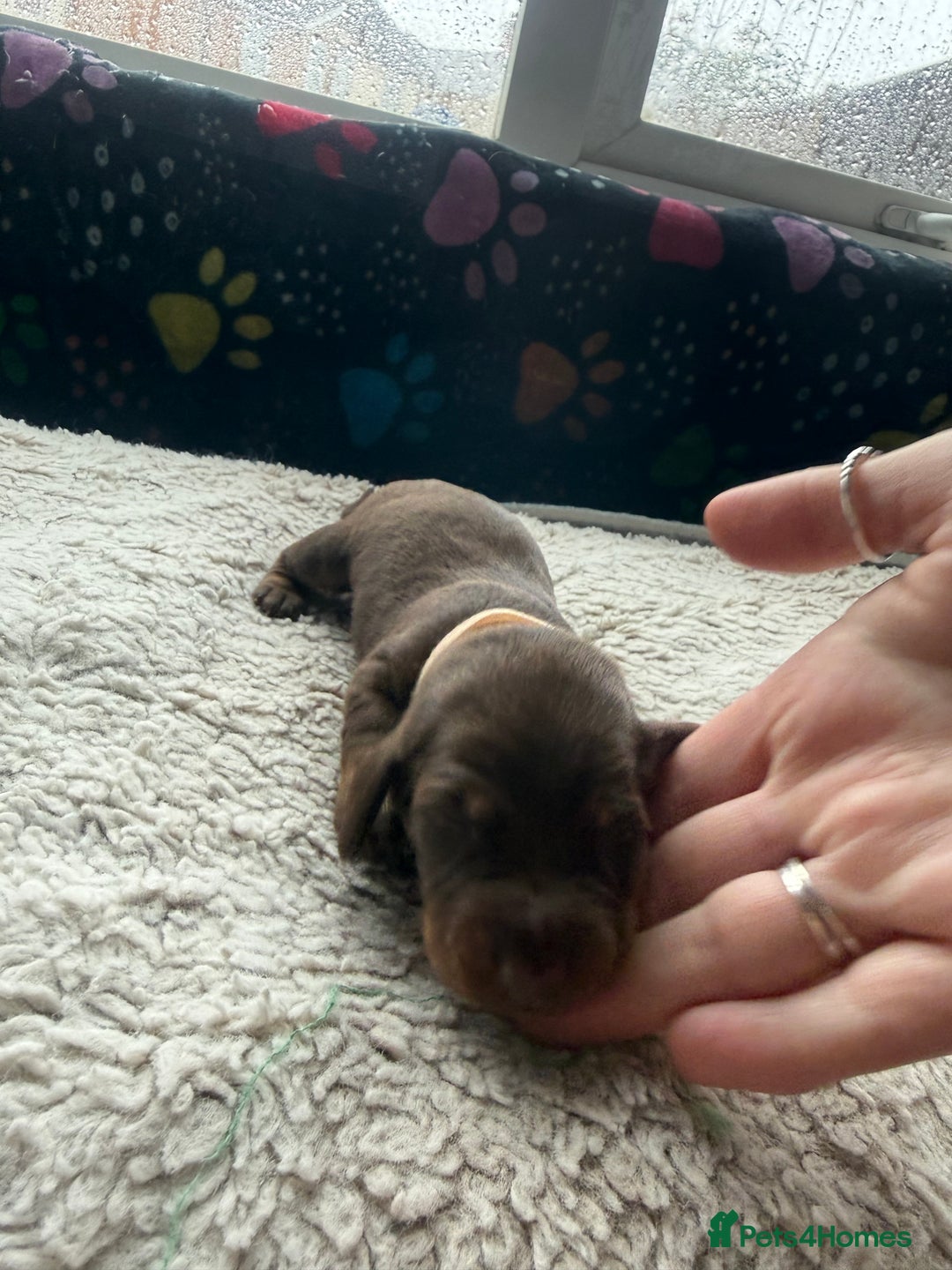 Miniature Dachshund dogs for sale: Miniature daxies - Advert 16