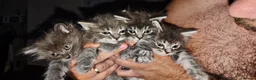 Mixed Breed cats for sale: 4 lovely fluffy kittens  - Advert 7