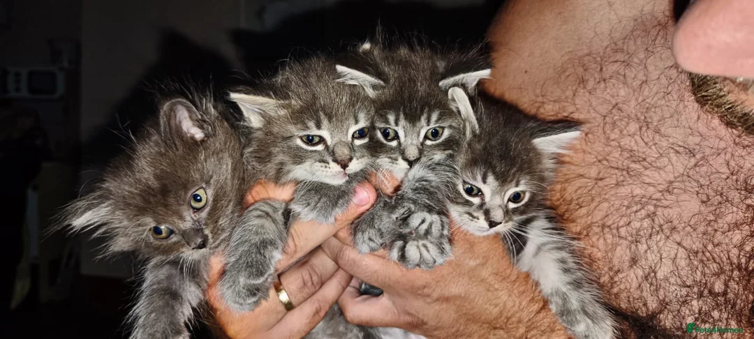Mixed Breed cats for sale: 4 lovely fluffy kittens  - Advert 7