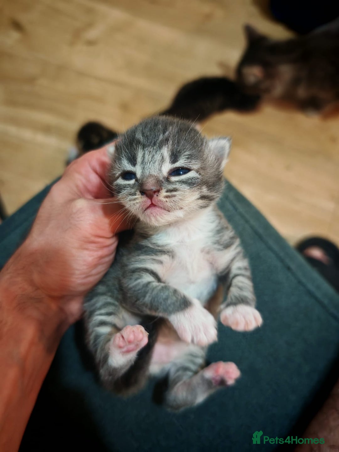 British Longhair cats for sale: 3 kittens ready for new home  - Image 7