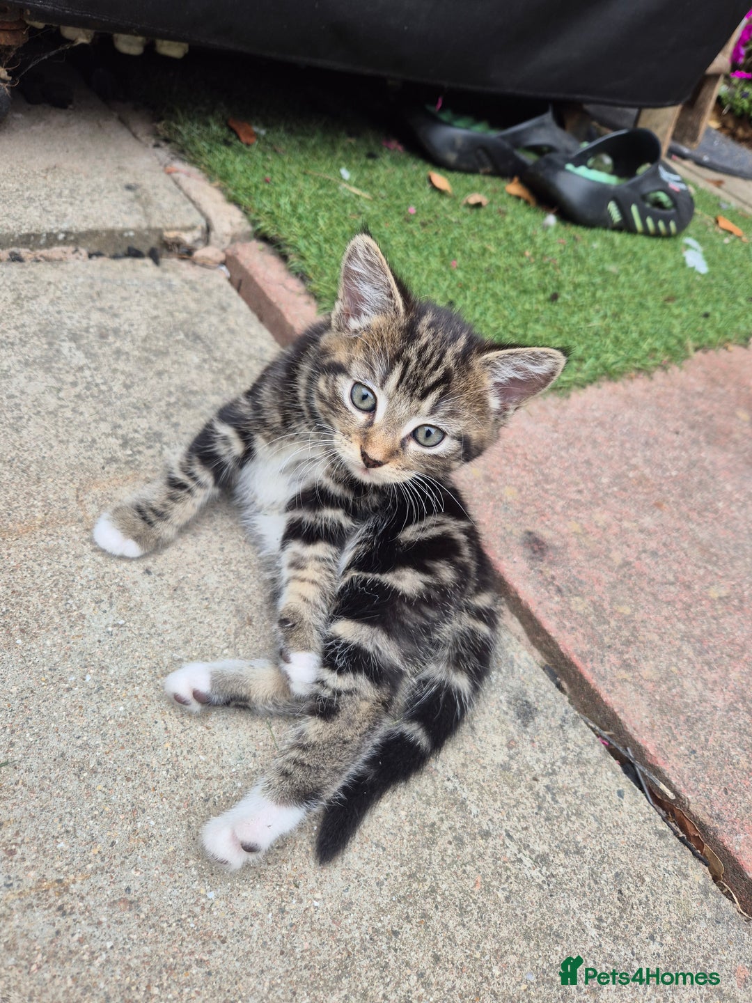 British Shorthair cats for sale: 5 adorable, playful kittens for sale. - Image 2