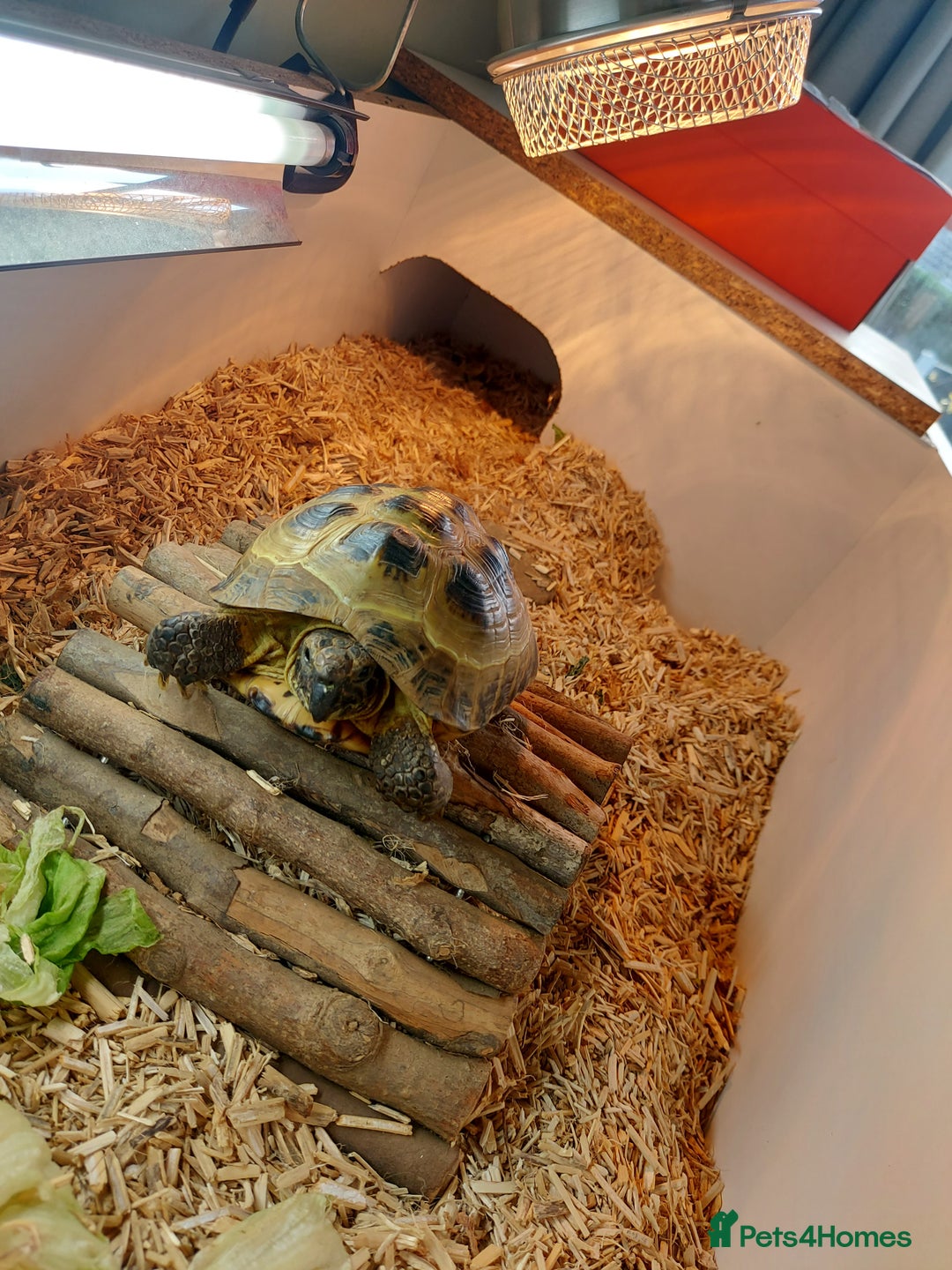 Tortoise reptiles for sale: Tortoise for sale  - Advert 3