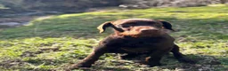 Mixed Breed dogs for sale: German wirehaired pointer x Labrador  - Advert 3