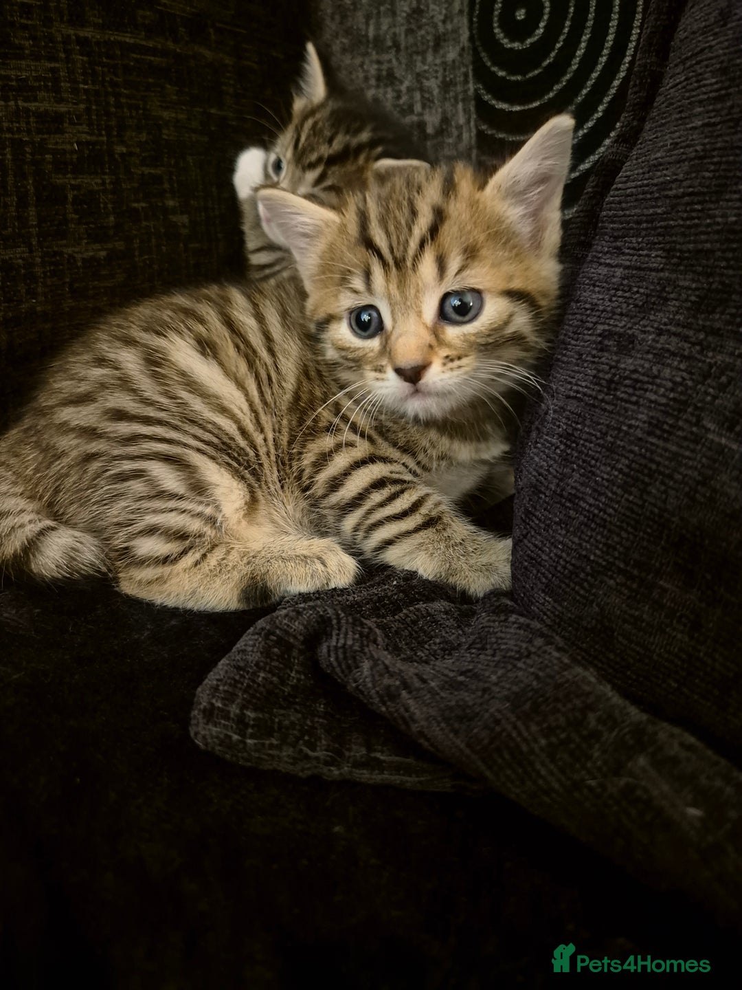 Mixed Breed cats for sale: Female kitten  - Image 2