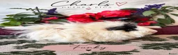 Guinea Pig rodents for sale: LOTS !!! very Friendly baby boy guinea pigs 🩵 - Advert 9