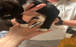 Domestic Shorthair cats for sale: Domestic black and white cat  - Image 3