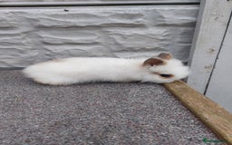 Lionhead rabbits for sale: Wonderful bunnies 07405173733  - Image 16