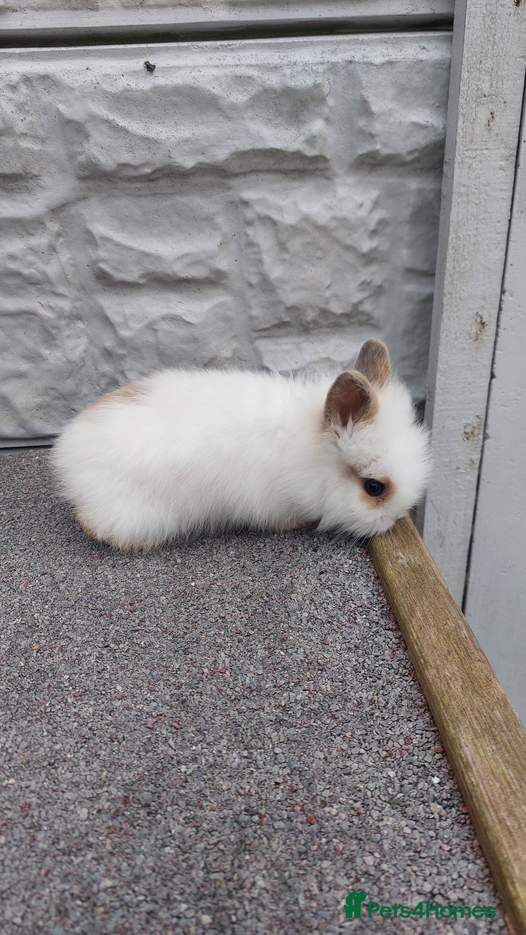 Lionhead rabbits for sale: Wonderful bunnies 07405173733  - Image 16