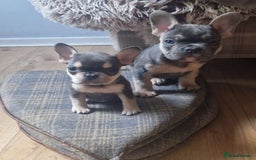 French Bulldog dogs for sale: FRENCH BULLDOG PUPPIES READY NOW!   🐾 - Image 10
