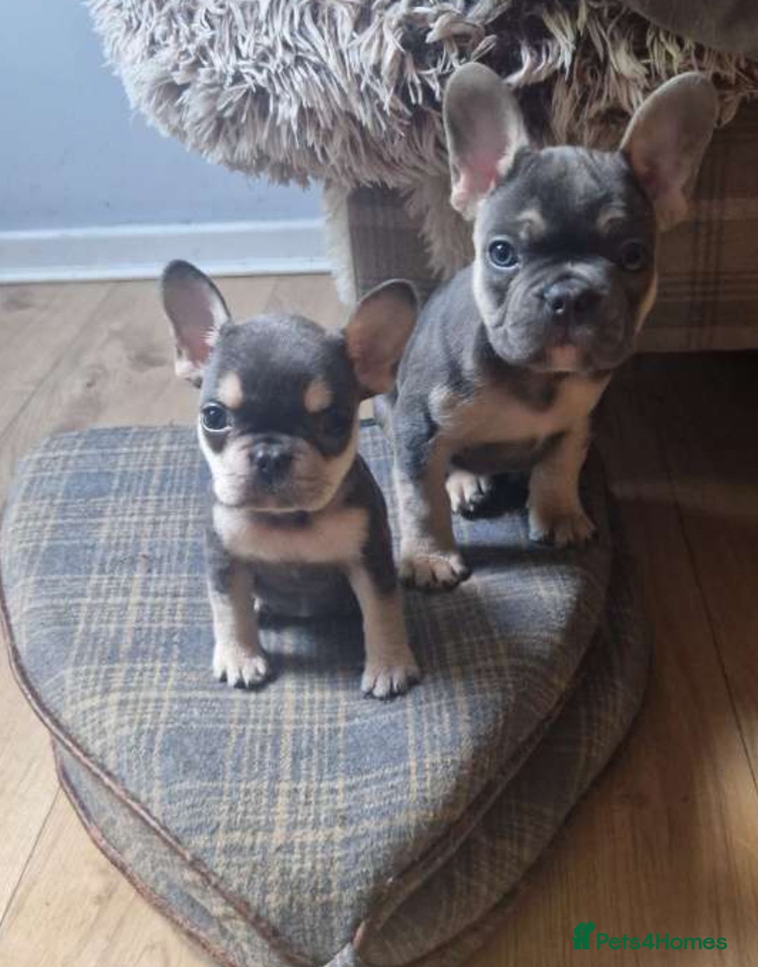 French Bulldog dogs for sale: FRENCH BULLDOG PUPPIES READY NOW!   🐾 - Image 10