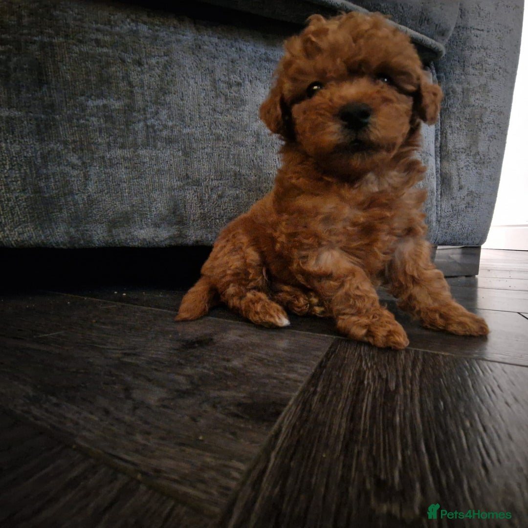 Maltipoo dogs for sale: Lady's litter  - Advert 2