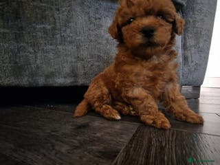 Maltipoo dogs Last boy ready to go - Advert 5