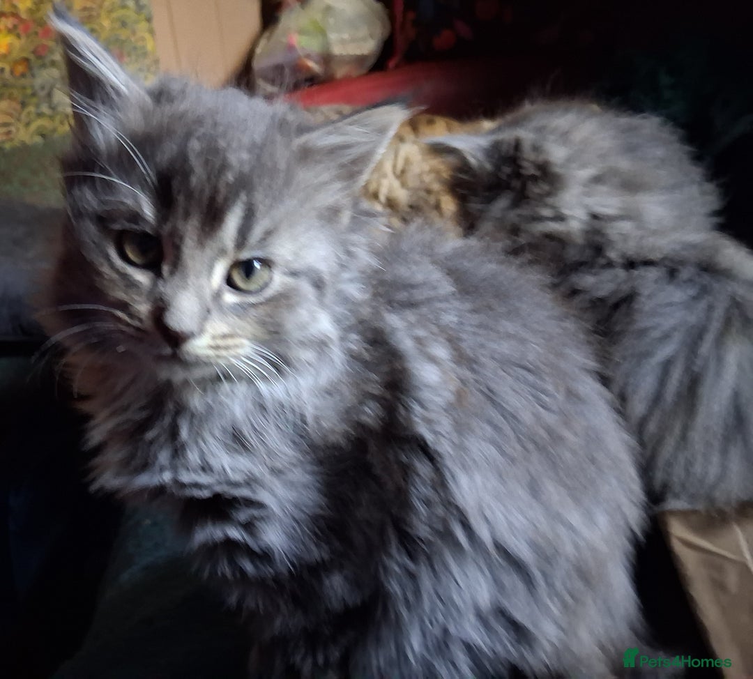 Mixed Breed cats for sale: AWESOME FLUFFY CHUNKY NORWEGIAN FOREST CAT X - Advert 9