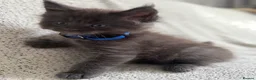 Maine Coon cats for sale: Tica Registered 5 Russian Mainecoon   - Advert 22