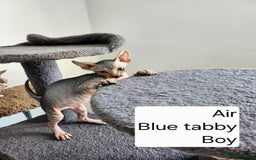 Sphynx cats for sale: REDUCED Ready now quality Tica canadian sphynx - Image 19